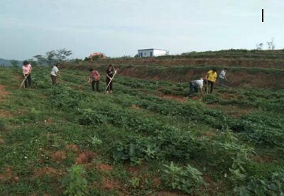 扶貧工作動態(tài)(第九十六期)